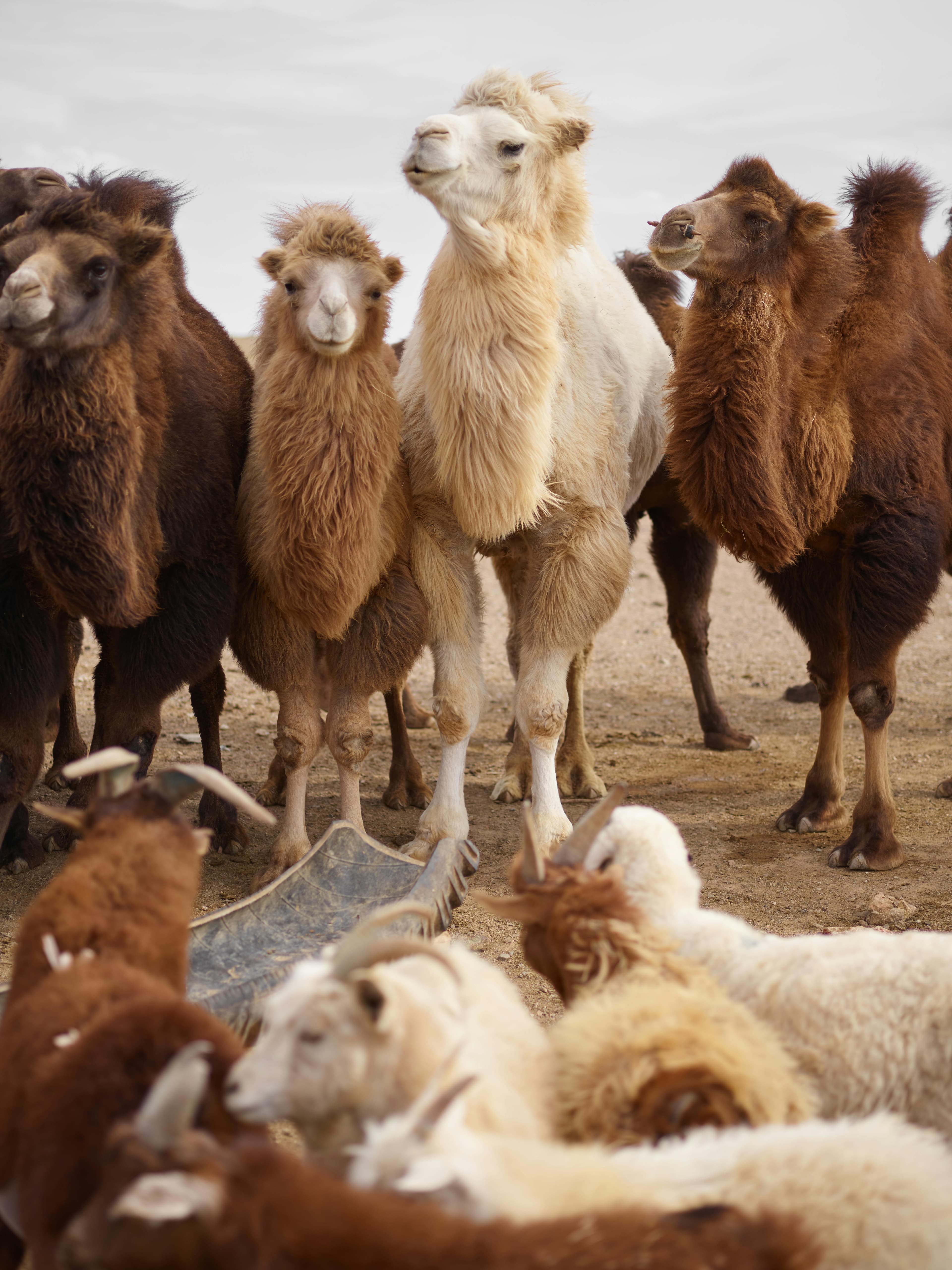Camels and goats in a dry landscape, evoking Qurbani and livestock for sacrifice